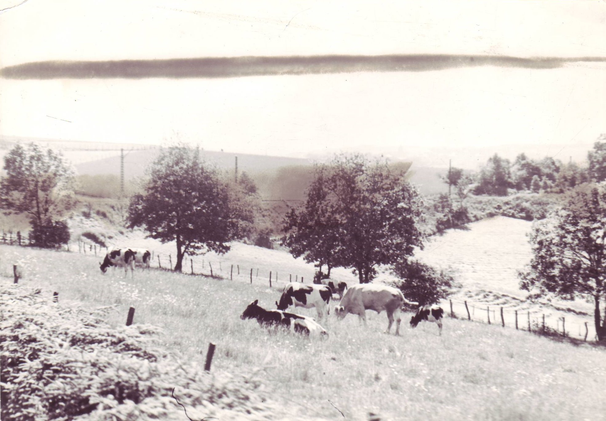 Außenbereich mit Kühen