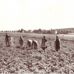 Kartoffellesen
