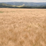 jakobuswg-004