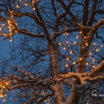 br-winter-show-004