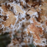 br-winter-show-032