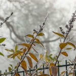 br-winter-show-038