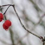 br-winter-show-045
