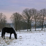 br-winter-show-057