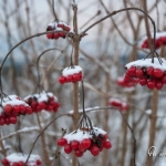 br-winter-show-058