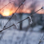 br-winter-show-060
